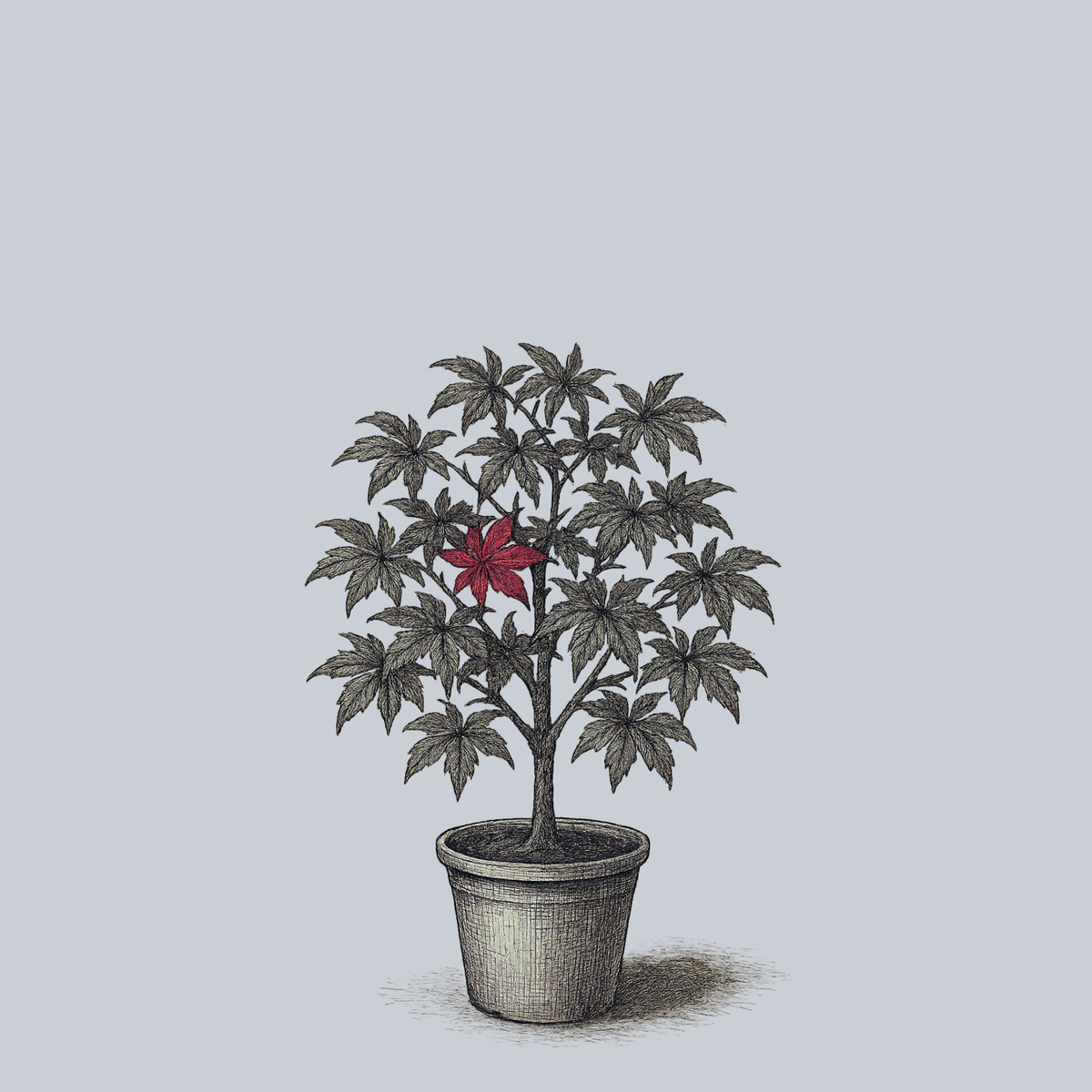 ollies plant pots Peve Ollie Japanese Maple – Plant Detectives