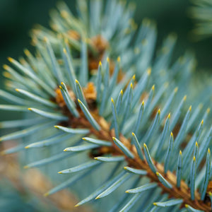 Baby Blue Eyes Colorado Spruce - Spruce - Conifers