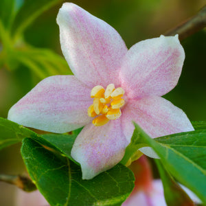 Pink Chimes Japanese Snowbell - Styrax - Flowering Trees