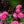 Load image into Gallery viewer, Pink Double Knock Out Rose - Rose - Shrubs
