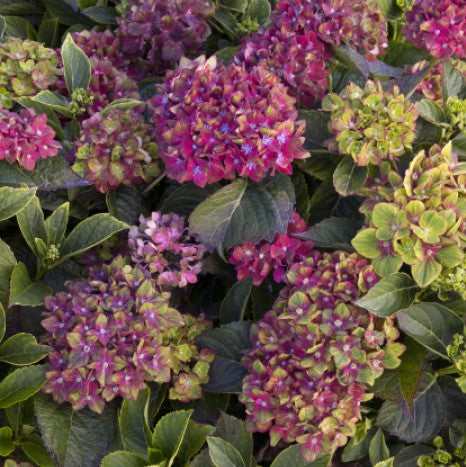 Pistachio Bigleaf Hydrangea