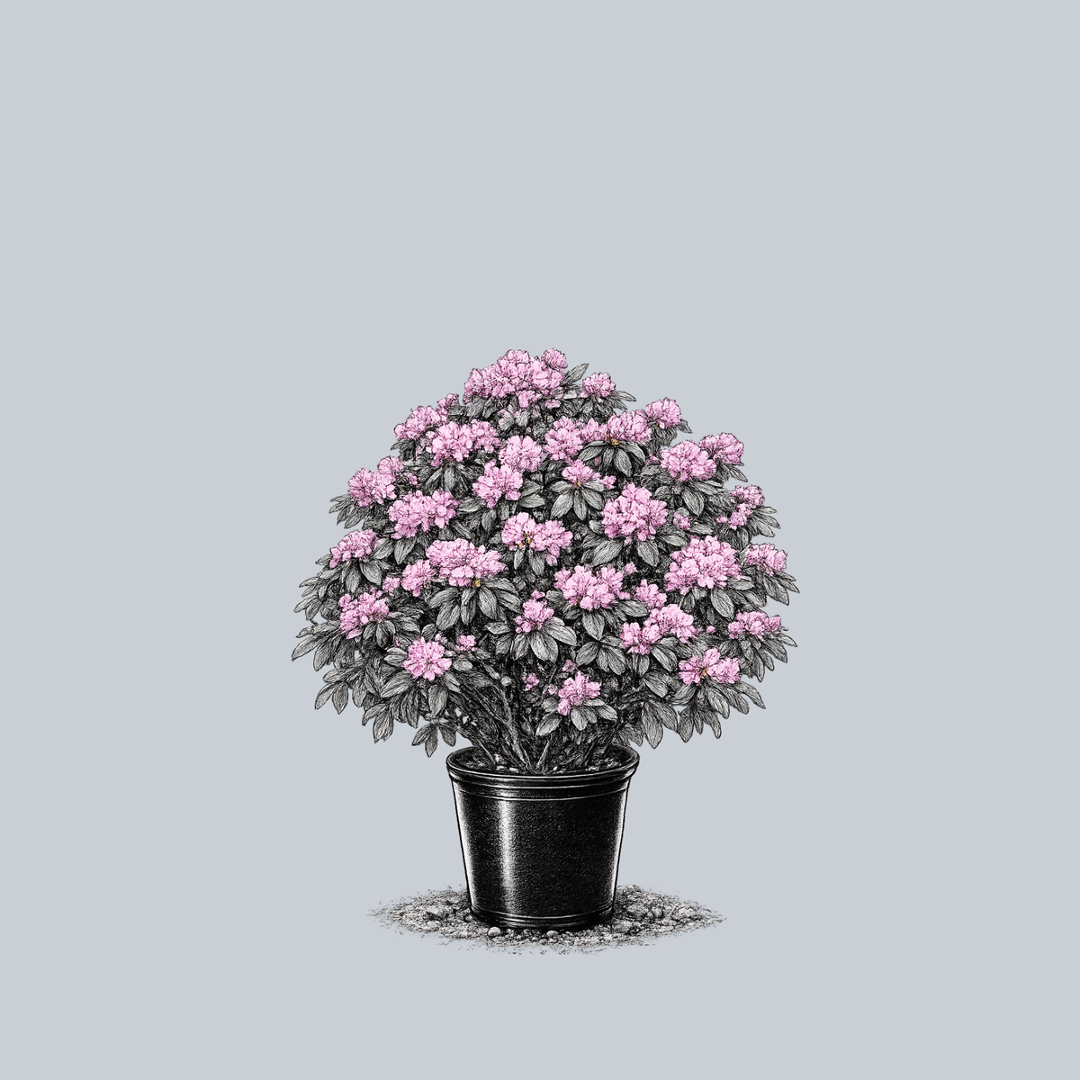 thuja smaragd containerware Thuja main image 1