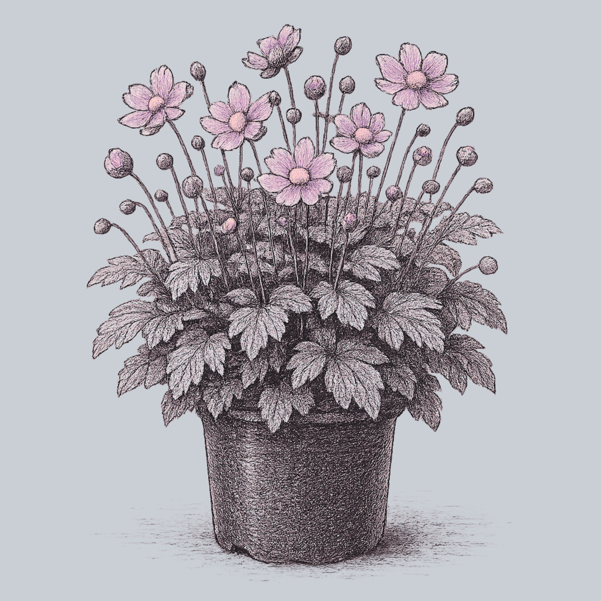 Pocahontas Anemone – Plant Detectives