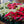 Load image into Gallery viewer, Poinsettia - Other Houseplants - Houseplants