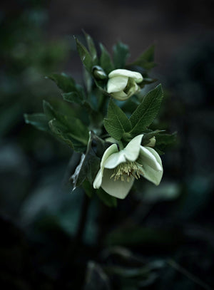 Helleborus Flowers