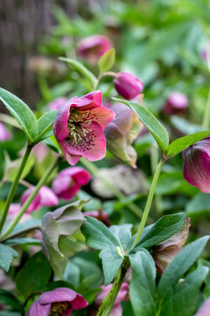Red Helleborus
