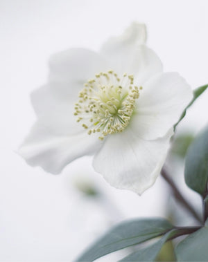 White Helleborus