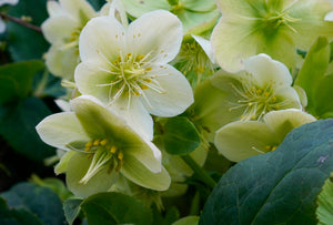 Helleborus Blooms