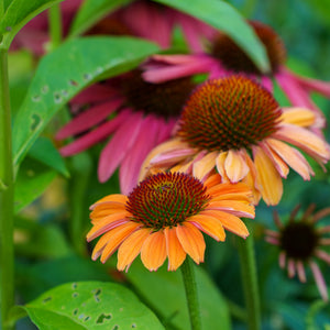 PRIMA Ginger Coneflower
