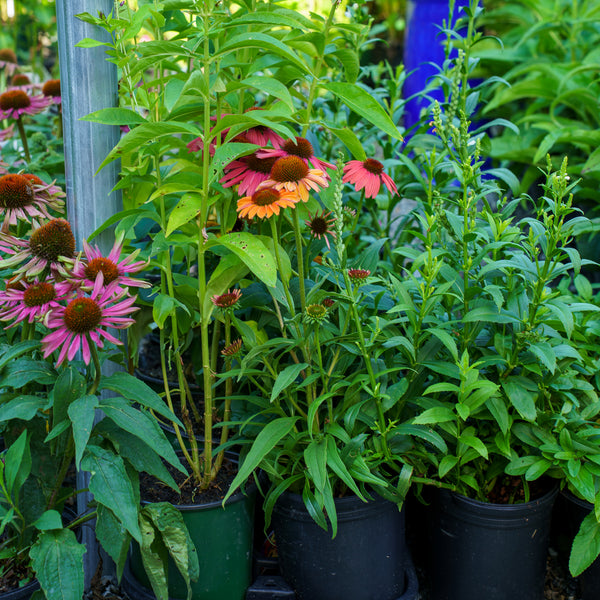 PRIMA Ginger Coneflower