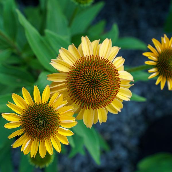 PRIMA Ginger Coneflower