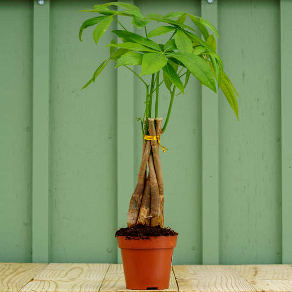 Braided Money Tree - Other Houseplants - Houseplants