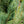 Load image into Gallery viewer, Pacific Blue Macedonian Pine
