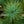 Load image into Gallery viewer, Pacific Blue Macedonian Pine
