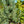Load image into Gallery viewer, Pacific Blue Macedonian Pine
