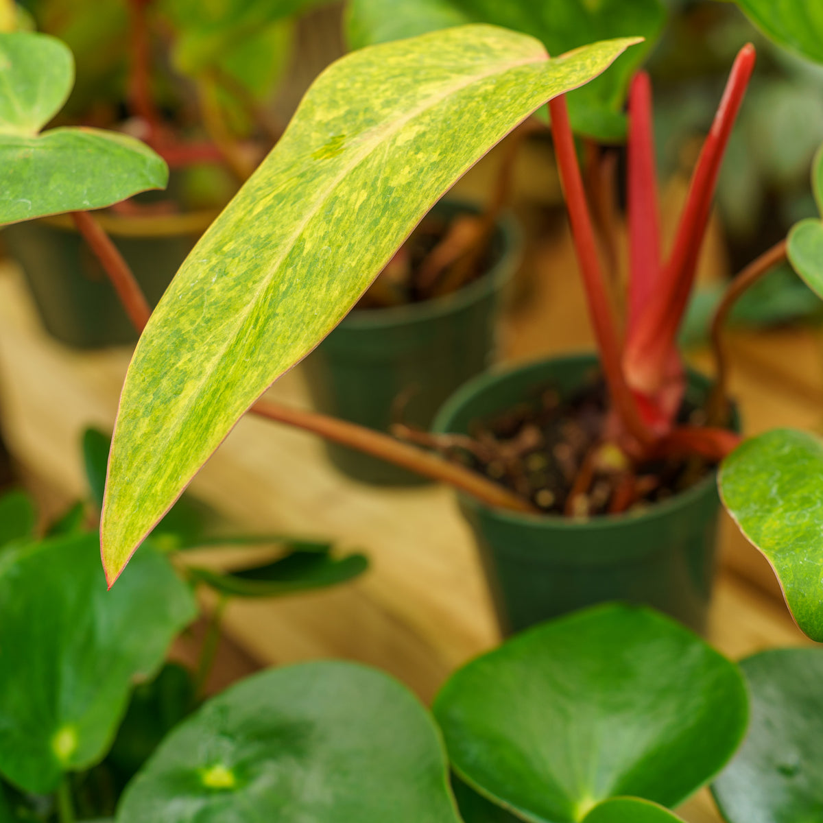 Painted Lady Philodendron – Plant Detectives