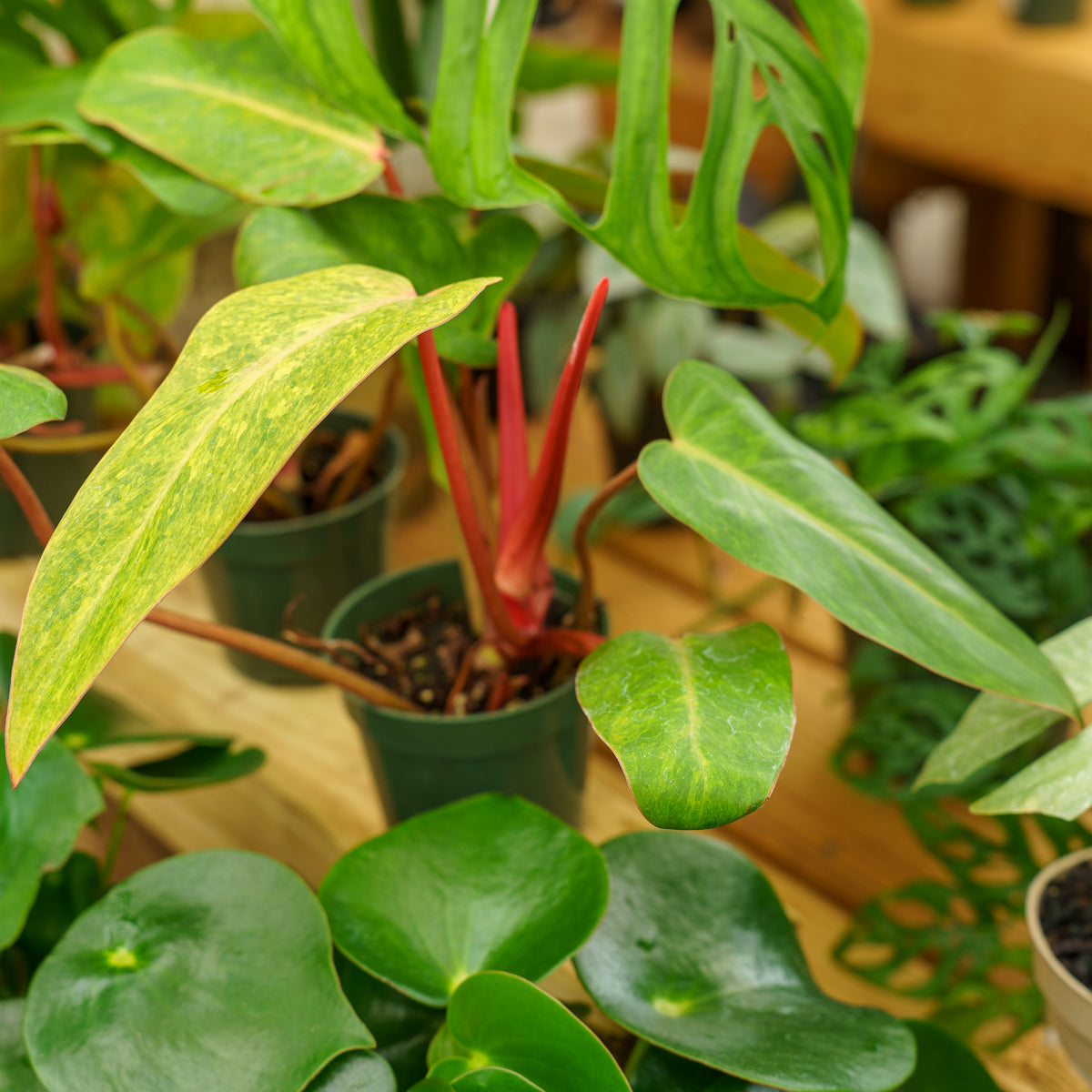 Painted Lady Philodendron – Plant Detectives