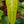 Load image into Gallery viewer, Painted Lady Philodendron