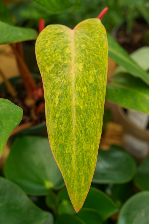 Painted Lady Philodendron