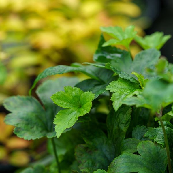 Pamina Japanese Anemone