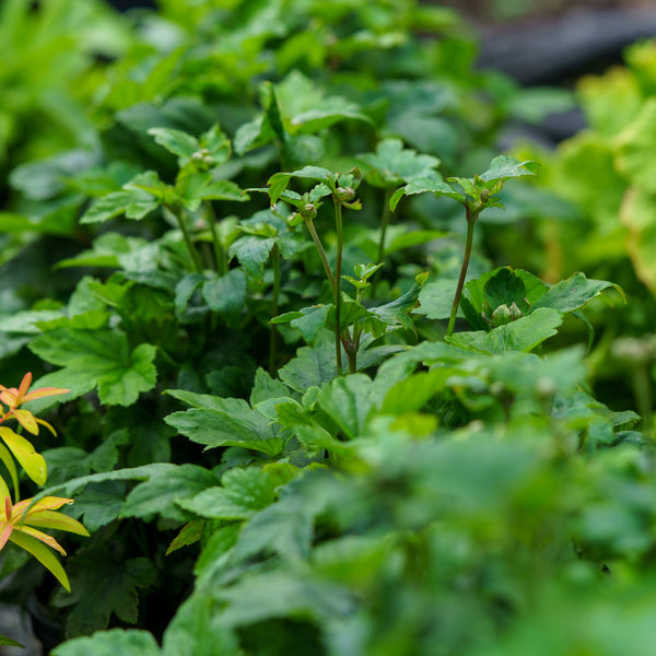 Pamina Japanese Anemone