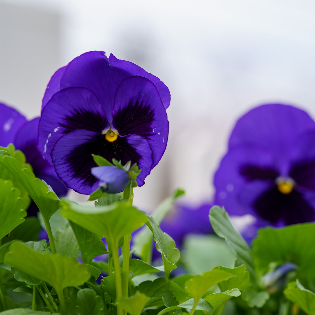 Pansy – Plant Detectives