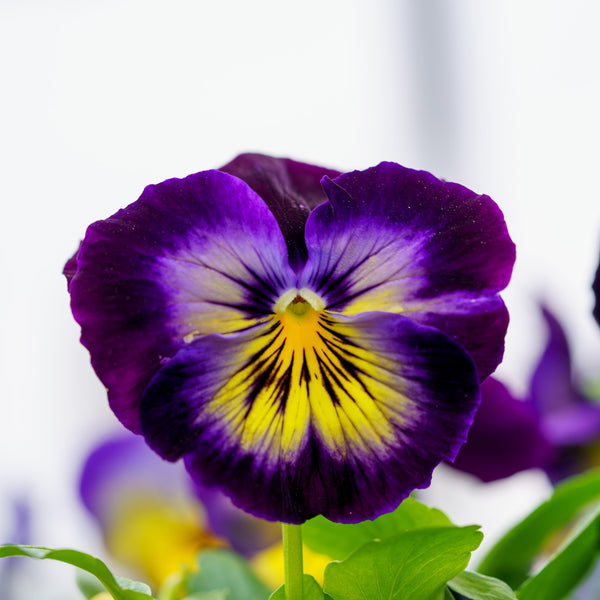 Pansy