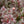 Load image into Gallery viewer, Panther Ninebark