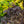 Load image into Gallery viewer, Panther Ninebark