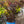 Load image into Gallery viewer, Panther Ninebark