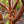 Load image into Gallery viewer, Paperbark Maple
