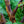 Load image into Gallery viewer, Paperbark Maple