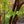 Load image into Gallery viewer, Paperbark Maple