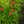 Load image into Gallery viewer, Pardon Me Daylily