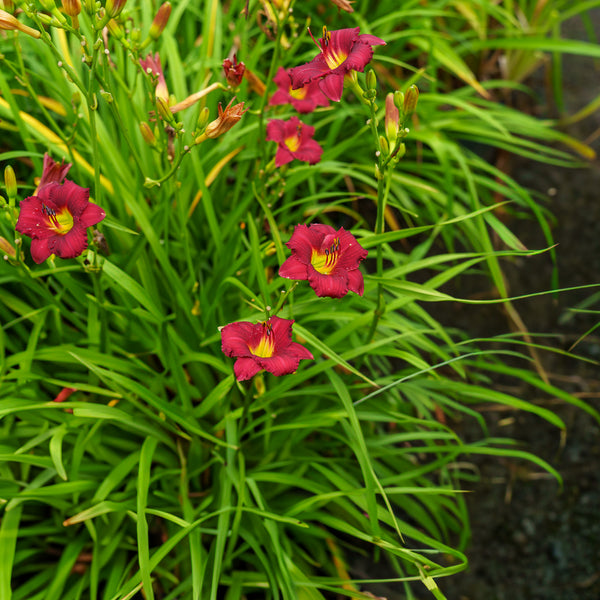 Pardon Me Daylily