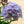 Load image into Gallery viewer, Party Girl Tall Garden Phlox