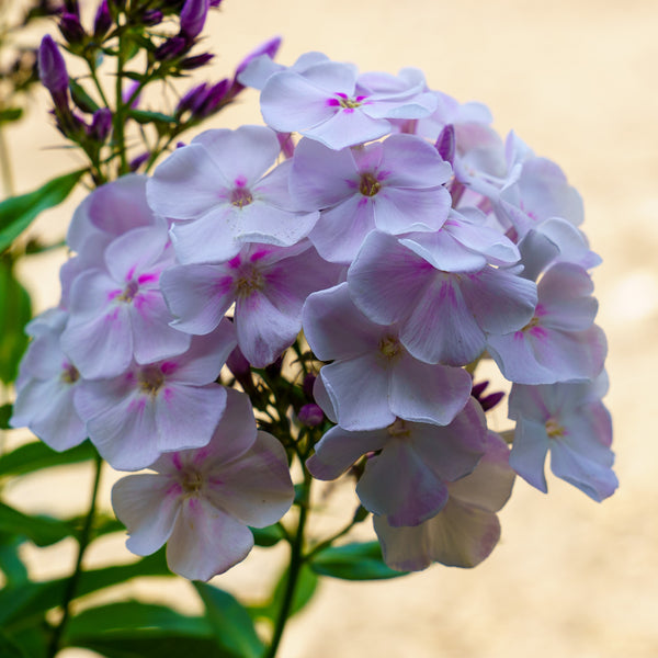 Party Girl Tall Garden Phlox
