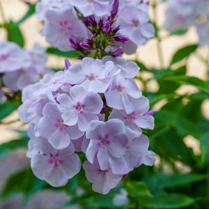 Party Girl Tall Garden Phlox
