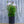 Load image into Gallery viewer, Party Girl Tall Garden Phlox