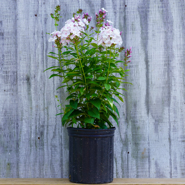 Party Girl Tall Garden Phlox