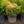 Load image into Gallery viewer, Party Lights False Holly