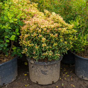 Party Lights False Holly