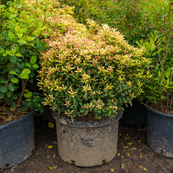 Party Lights False Holly