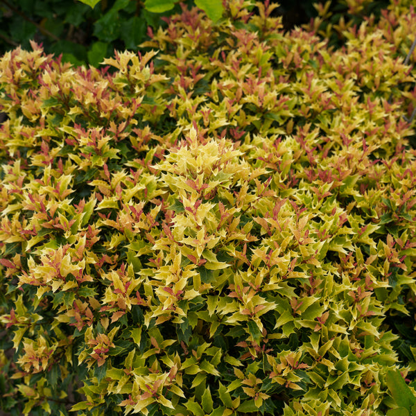 Party Lights False Holly