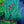 Load image into Gallery viewer, Passion Dianthus