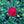 Load image into Gallery viewer, Passion Dianthus