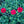 Load image into Gallery viewer, Passion Dianthus