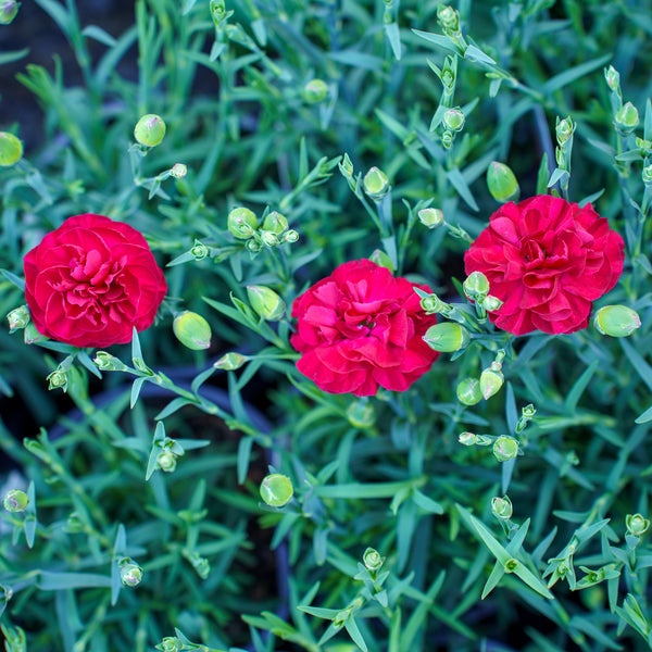 Passion Dianthus