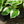 Load image into Gallery viewer, Patriot Hosta