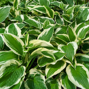 Patriot Hosta